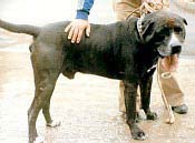 Tinto, Perro de Presa Canario di Demetrio Trujillo Rodriguez. Primi anni Ottanta