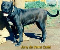 Jony de Irema Curt